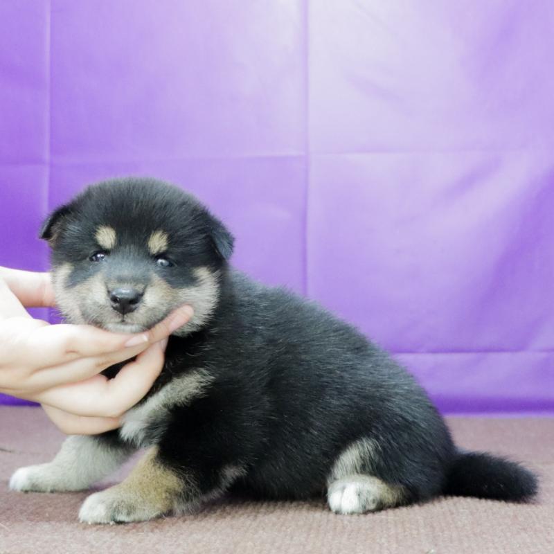 販売中の愛知県の柴犬-407173の11枚目